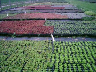 Sedumpflanzen Blühende Stauden‑Dachbegrünung auf extensiver Grünfläche, regional kultiviert und nachhaltig mit Solarstrom produziert; widerstandsfähige Pflanzen für ökologische, langlebige Dachsysteme.