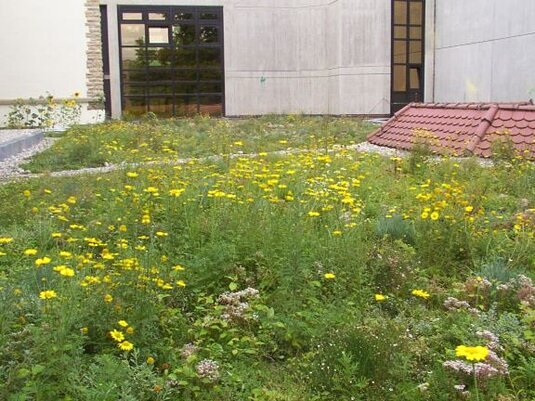 Biodiversitätsdächer fördern Insekten, verbessern das Stadtklima und leisten einen wichtigen Beitrag zur Klimaanpassung.