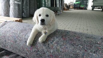 ochwertiges Dachbegrünungs‑Zubehör für Entwässerung, Schutzlagen und langlebige Vegetationsschichten.