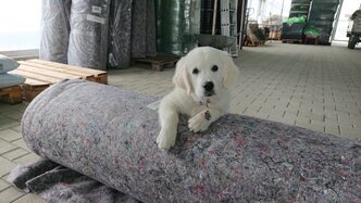 Poey in der Produktion Betriebshund Poey unterstützt bei der nachhaltigen Produktion von Dachbegrünung; freundlicher Hund in unserer Lagerhalle.