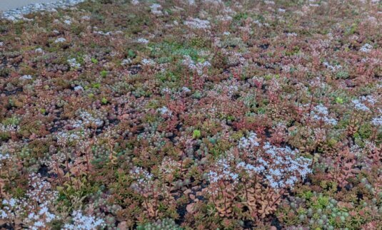 Regelmäßige Pflege und Wartung von Dachbegrünungen zur Sicherung von Pflanzenwachstum, Entwässerung und langfristiger Dachfunktion.