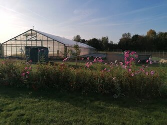 Produktion im Gewächshaus Nachhaltige Pflanzenproduktion im modernen Gewächshaus, optimal kultivierte Sedum‑ und Staudenpflanzen für hochwertige Dachbegrünung unter kontrollierten, ressourcenschonenden Bedingungen.