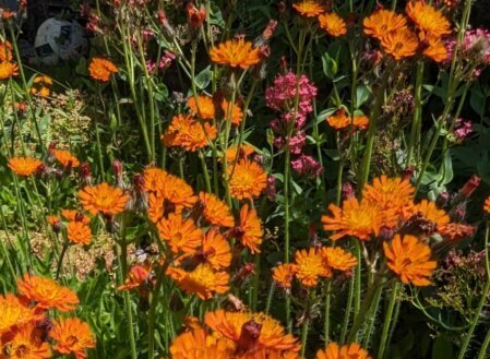 Planung einer biodiversen Dachbegrünung mit vielfältigen Pflanzenarten, strukturreichen Lebensräumen und nachhaltigem Wassermanagement zur Förderung von Insekten, Vögeln und urbaner Artenvielfalt.