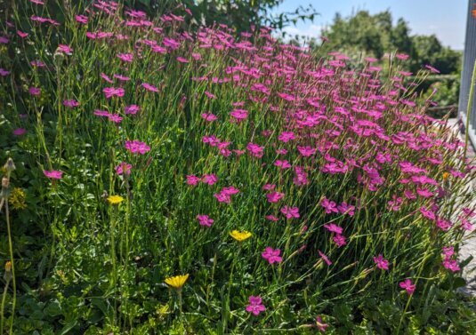 Intensive Dachbegrünung, vielfältige Vegetation, stabile Konstruktion und nutzbare Grünräume für anspruchsvolle Gebäude.