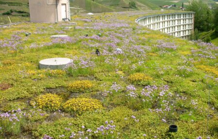 taudendach mit langlebigen, trockenheitsverträglichen Stauden: robuste, artenreiche Dachbegrünung mit hoher Biodiversität, ganzjähriger Blütenwirkung und minimalem Pflegeaufwand – ideal für Flach- und Schrägdächer.