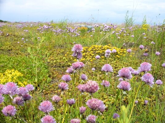 Mit Sandlinsen, Totholz und Wildpflanzen wird jedes Dach zu einem ökologischen Hotspot und fördert nachhaltige Stadtökologie.